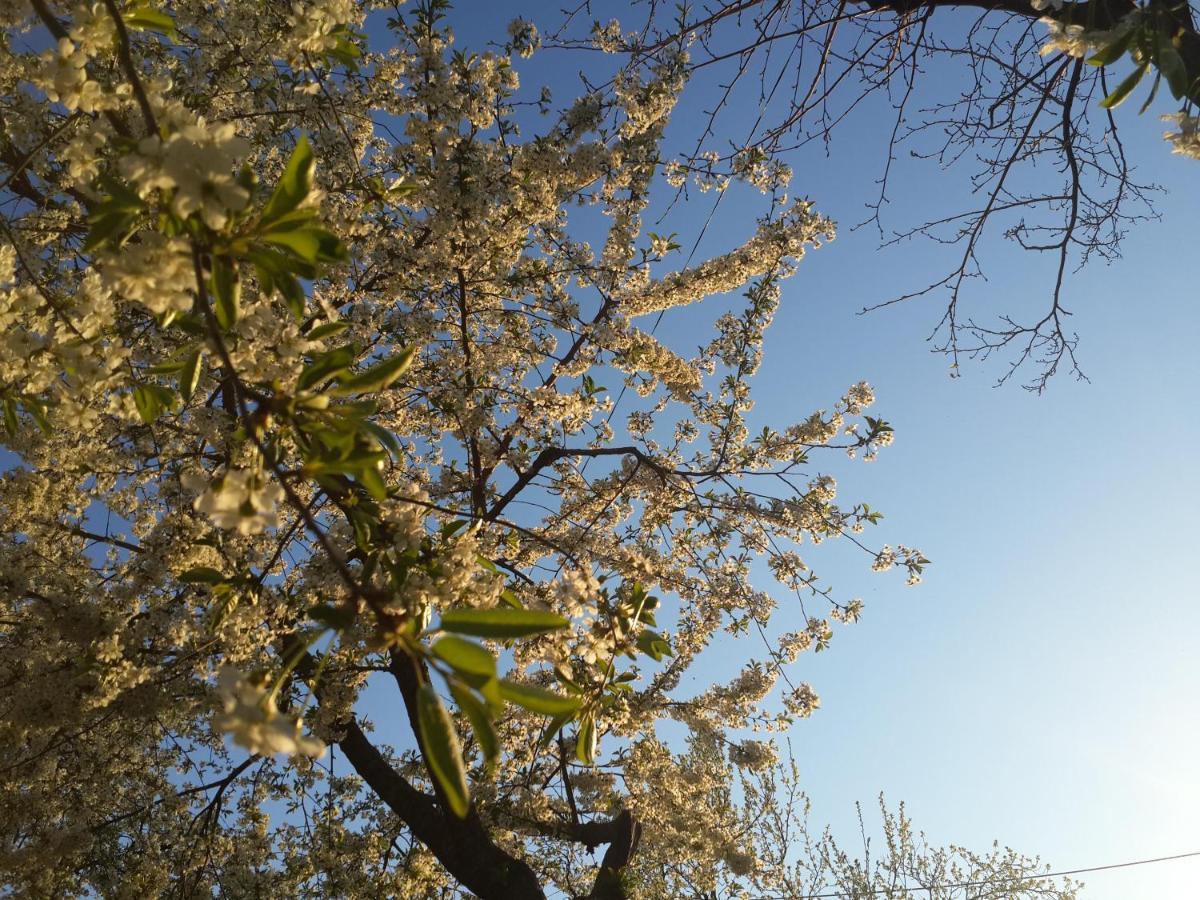 Soldanesti Fata Verde المظهر الخارجي الصورة