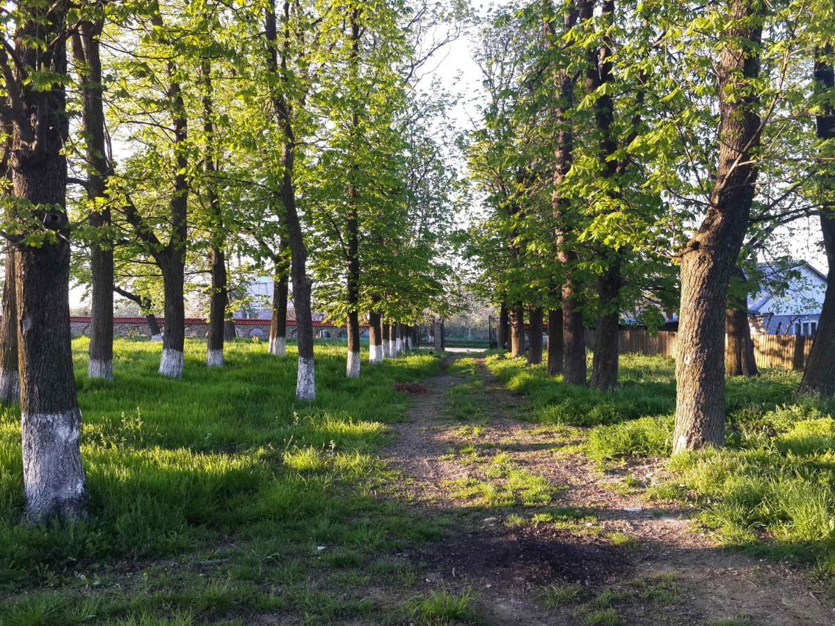 Soldanesti Fata Verde المظهر الخارجي الصورة